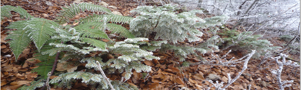Bürgergemeinde Lostorf